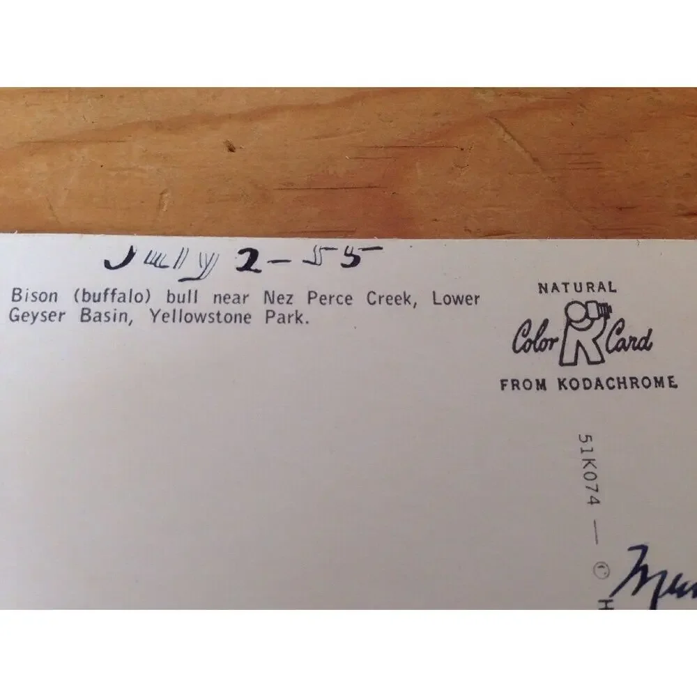 1955 Vintage Haynes Kodachrome Bison Buffalo Nez Perce Creek Yellowstone Color